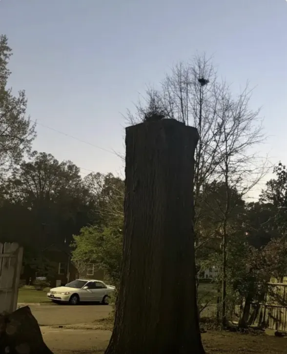 Tree Removal after
