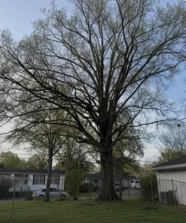Tree Removal before